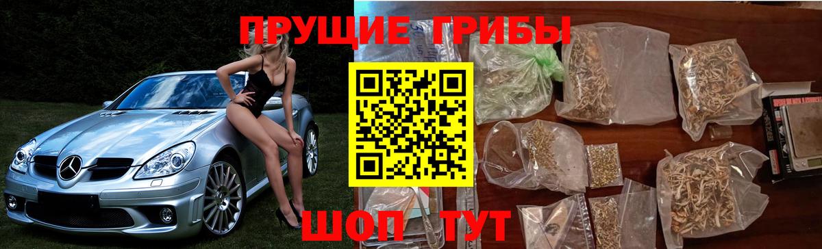 Псилоцибиновые грибы Psilocybine cubensis  купить наркотики цена  Новоалтайск  Вход с VPN 